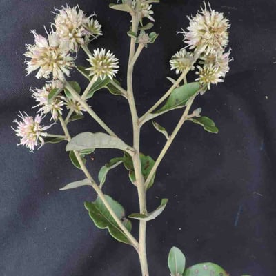 Eremanthus glomerulatus — leaf