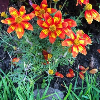 Cosmos sulphureus — flower