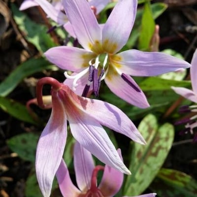 Erythronium dens-canis — flower