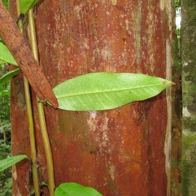 Myrcia amazonica — leaf