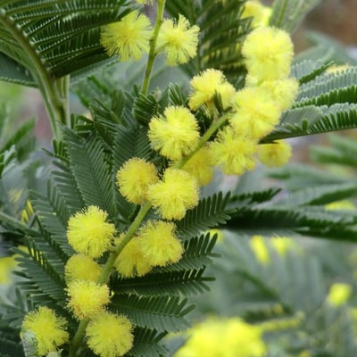 Acacia dealbata — flower