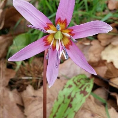 Erythronium dens-canis — flower