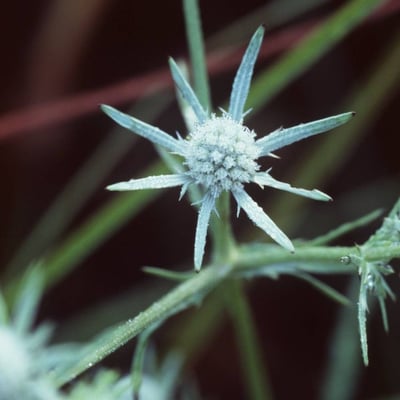 Eryngium aquaticum — flower