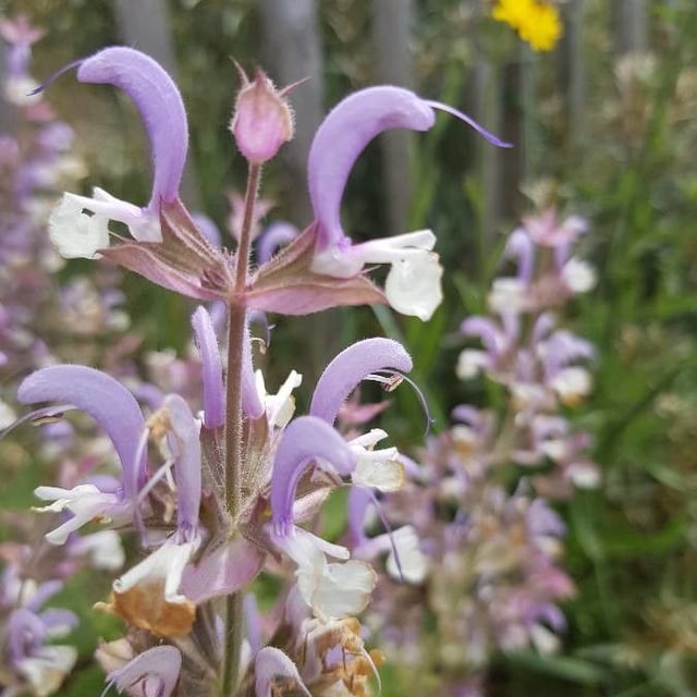Salvia sclarea — flower