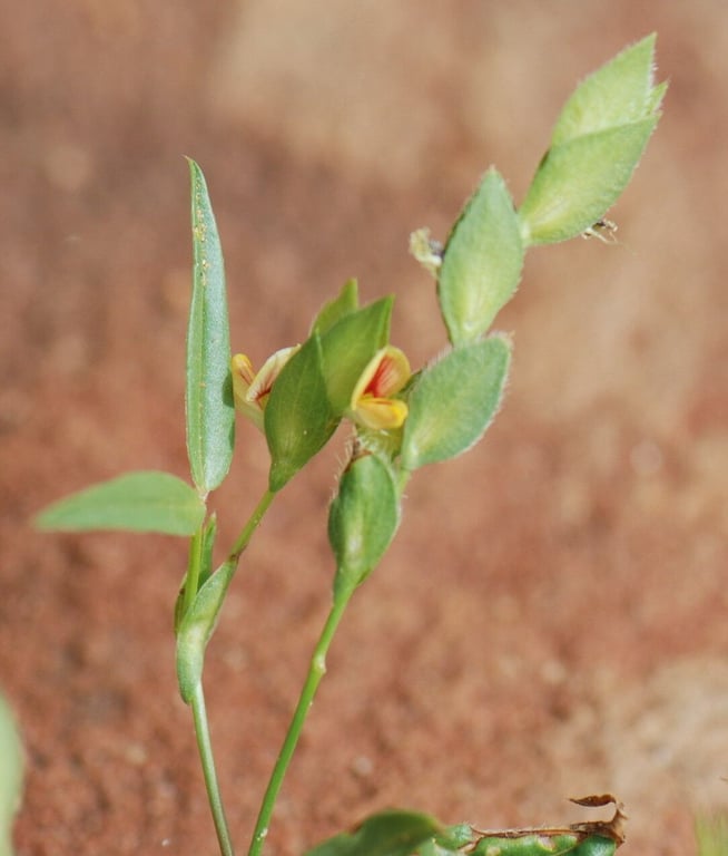Zornia glochidiata