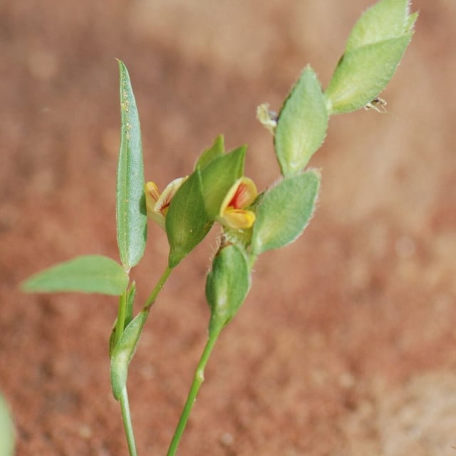 Zornia glochidiata — flower