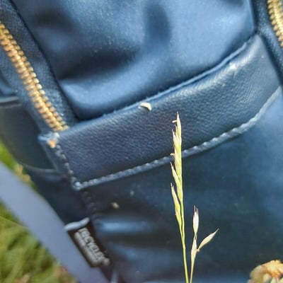 Brachypodium phoenicoides — flower