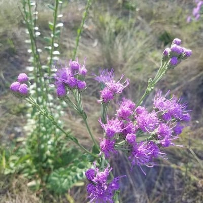 Vernonia baldwinii — flower