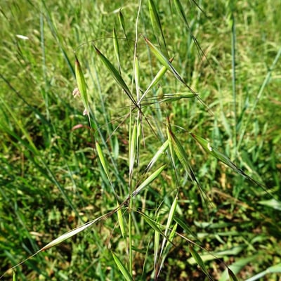 Avena barbata — flower