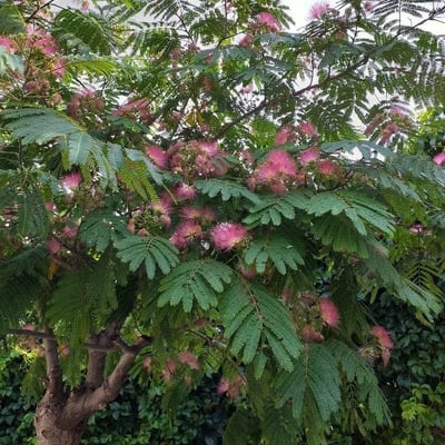 Albizia julibrissin — flower