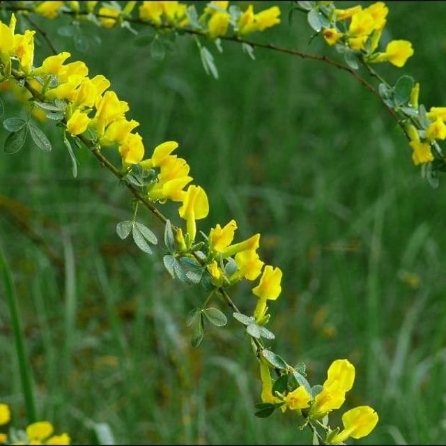 Chamaecytisus ruthenicus — flower
