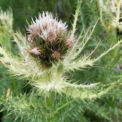 Cirsium spinosissimum — flower