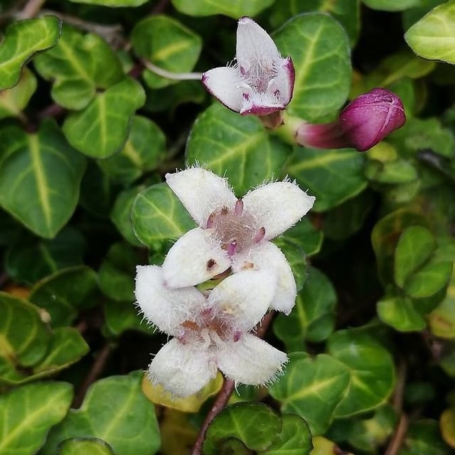 Mitchella repens — flower