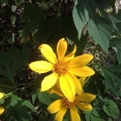Tithonia diversifolia — flower