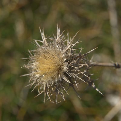 Carlina hispanica — flower