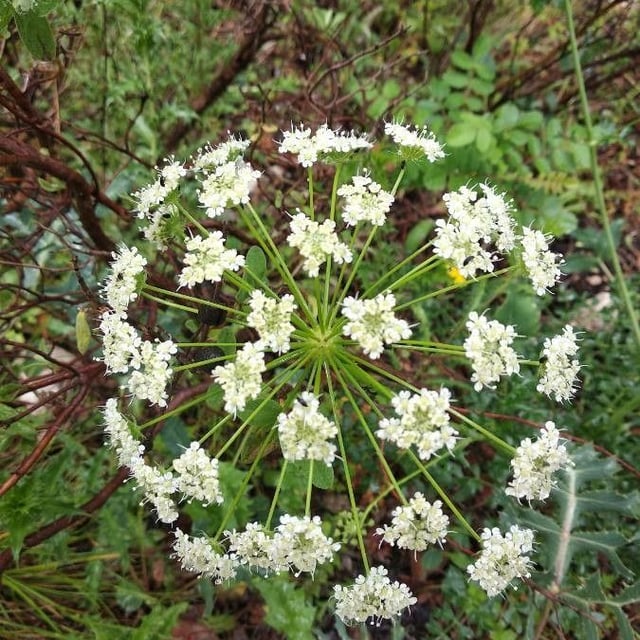 Laserpitium gallicum — flower