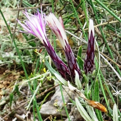 Staehelina dubia — flower