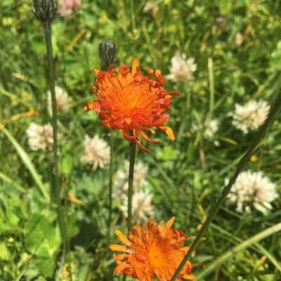 Crepis aurea — flower