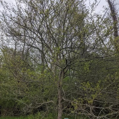 Crataegus viridis — habit