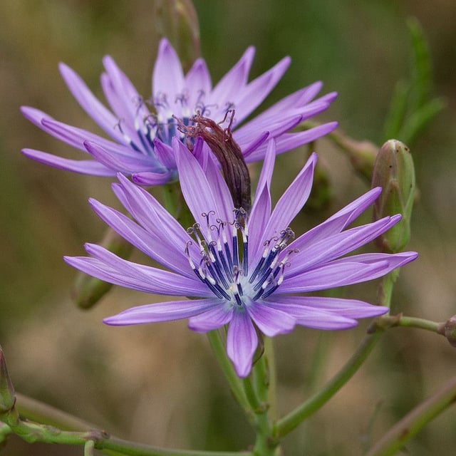Lactuca perennis — flower