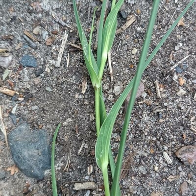 Tragopogon orientalis — leaf