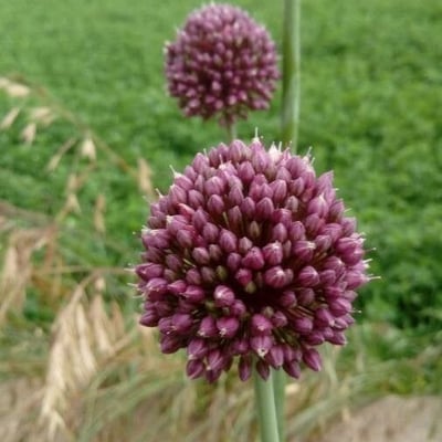 Allium ampeloprasum — flower