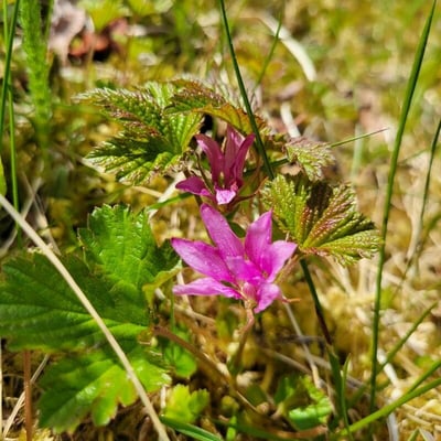 Rubus arcticus — flower