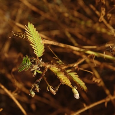 Aeschynomene indica — leaf
