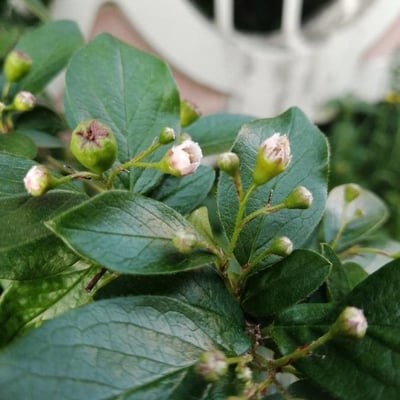 Cotoneaster lucidus — flower