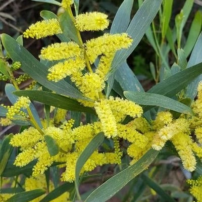 Acacia longifolia — flower