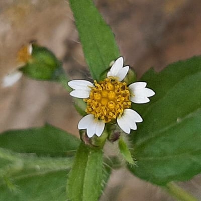 Galinsoga quadriradiata — flower