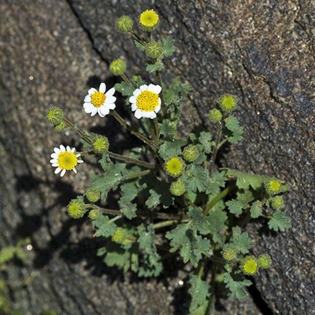 Perityle emoryi — flower