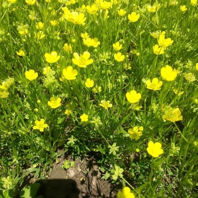 Ranunculus arvensis — flower
