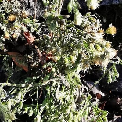 Phagnalon saxatile — flower