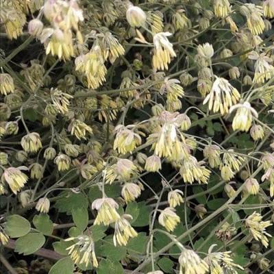 Thalictrum minus — flower