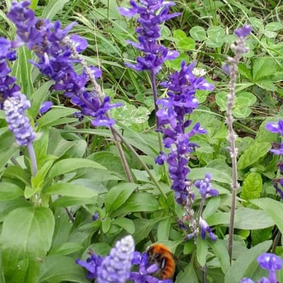 Salvia farinacea — flower