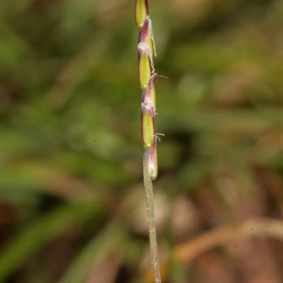 Mibora minima — flower