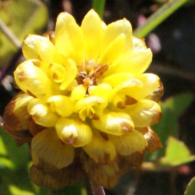 Trifolium spadiceum — flower
