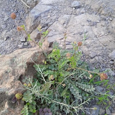Sanguisorba verrucosa — leaf