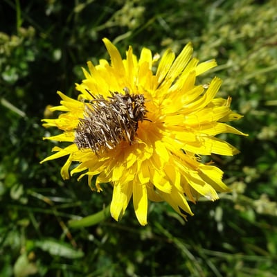 Crepis conyzifolia — flower