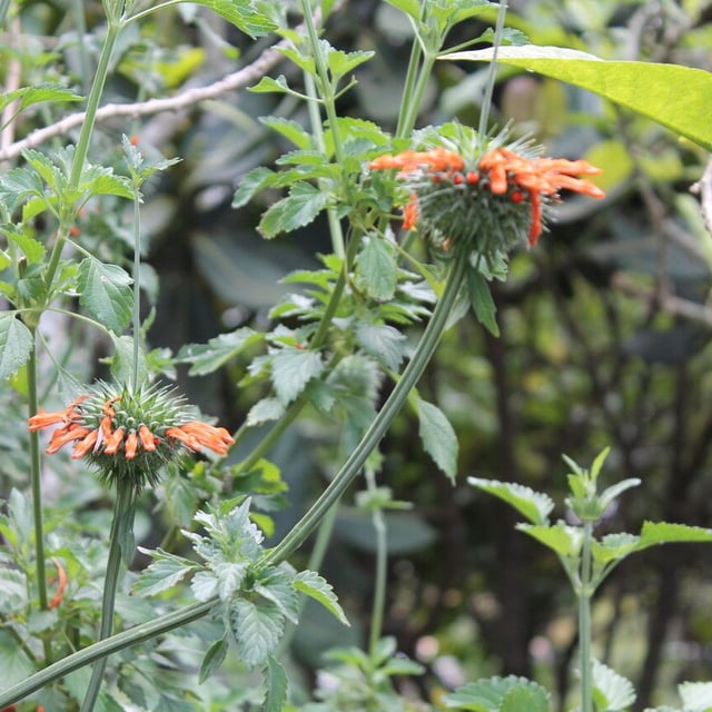 Leonotis nepetifolia — flower