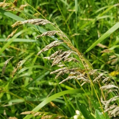 Glyceria maxima — flower