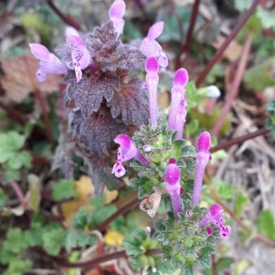 Lamium amplexicaule — flower