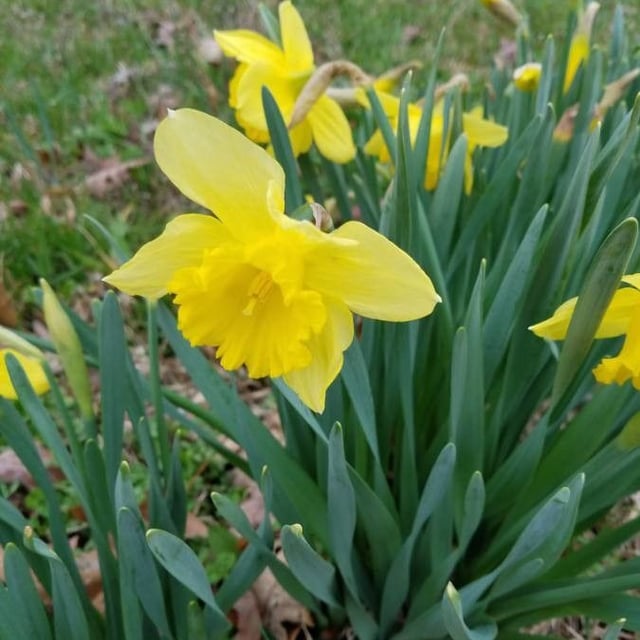 Narcissus pseudonarcissus — flower