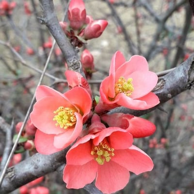 Chaenomeles japonica — flower