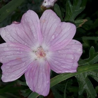 Malva alcea — flower