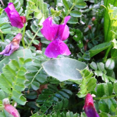 Vicia pyrenaica — flower
