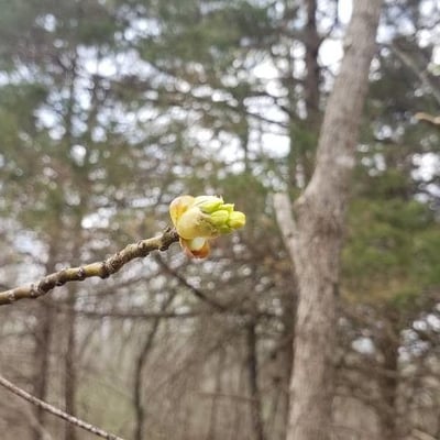 Sassafras albidum — flower