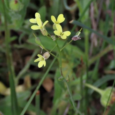 Camelina microcarpa — flower