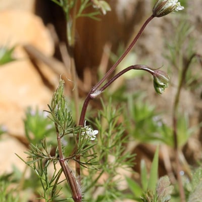 Scandix australis — flower